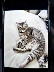 Found/Stray Female Cat last seen 60th Plaza and Gates Avenue , Queens, NY 11385
