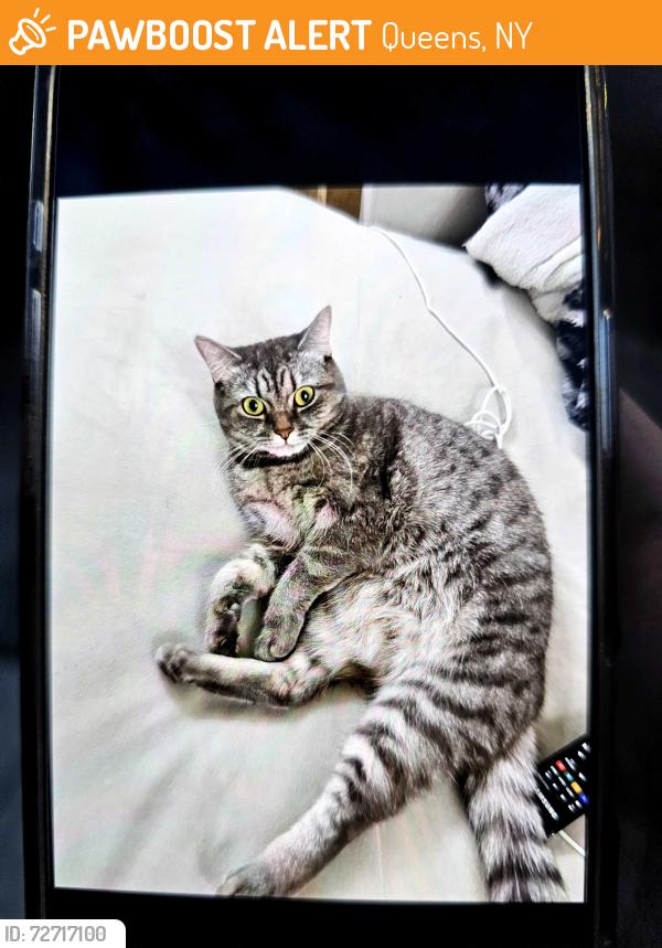 Found/Stray Female Cat last seen 60th Plaza and Gates Avenue , Queens, NY 11385