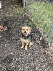 Found/Stray Male Dog last seen Fairwood Avenue & Fulton, Columbus, OH 43207