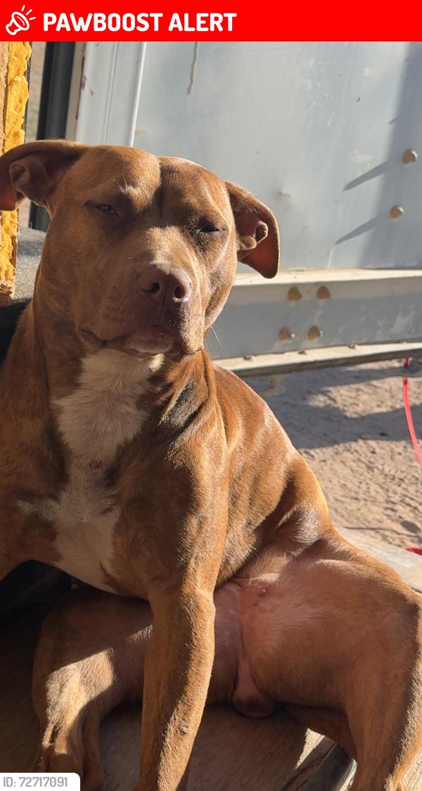 Lost Female Dog last seen Whitewing pass and 545th Ave, Harquahala Ranches, AZ 85354