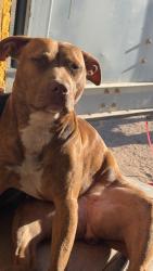 Lost Female Dog last seen Whitewing pass and 545th Ave, Harquahala Ranches, AZ 85354