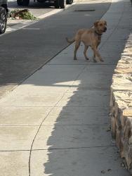 Found/Stray Unknown Dog last seen Los Huecos dr, San Jose, CA 95123