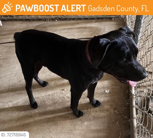 Found/Stray Male Dog last seen Cane Creek Rd and Sawdust Rd Quincy, Gadsden County, FL 32351