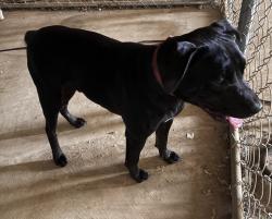 Found/Stray Male Dog last seen Cane Creek Rd and Sawdust Rd Quincy, Gadsden County, FL 32351