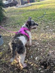 Found/Stray Female Dog last seen Benrus, San Antonio, TX 78228