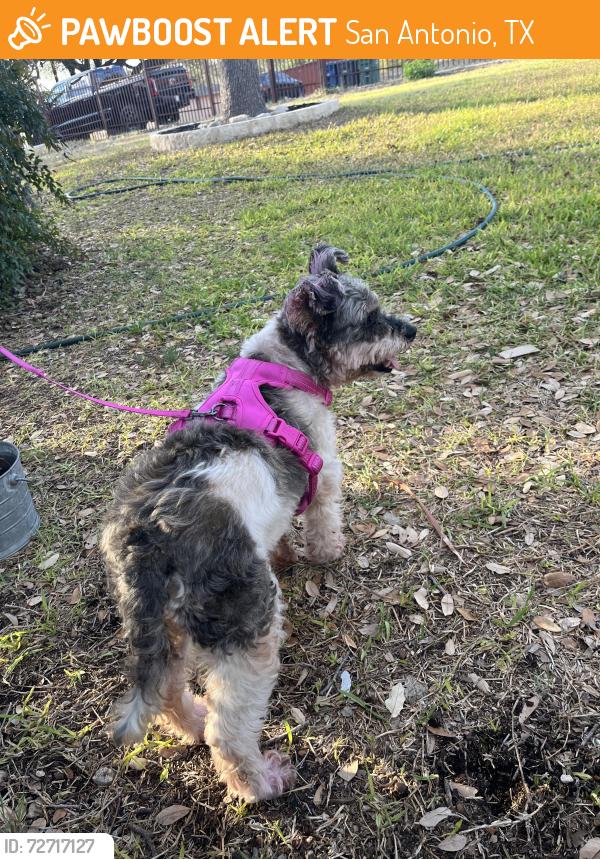 Found/Stray Female Dog last seen Benrus, San Antonio, TX 78228