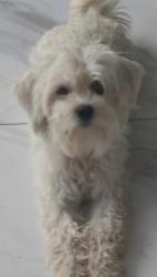 Lost Female Dog last seen 20th Rd, Homestead, FL 33035