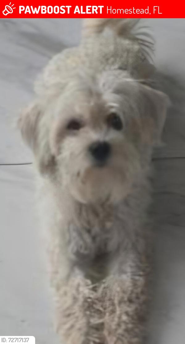 Lost Female Dog last seen 20th Rd, Homestead, FL 33035
