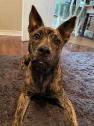 Lost Female Dog last seen Woodland Street and Hwy 29, Cantonment, FL 32533
