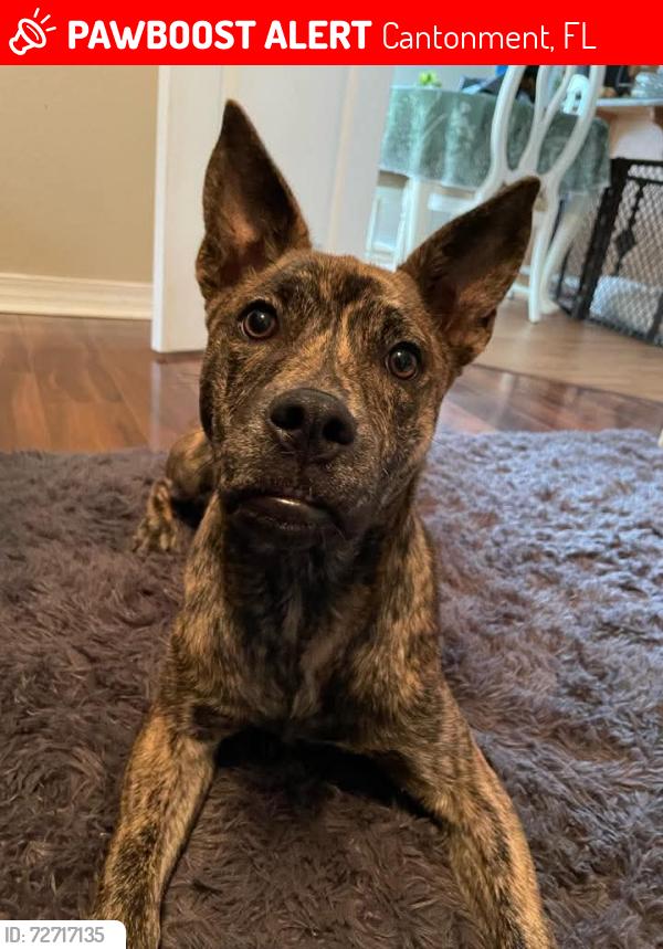 Lost Female Dog last seen Woodland Street and Hwy 29, Cantonment, FL 32533