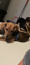 Lost Female Dog last seen Cr 544 hondo tx , Medina County, TX 78861