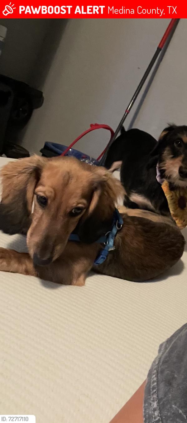 Lost Female Dog last seen Cr 544 hondo tx , Medina County, TX 78861