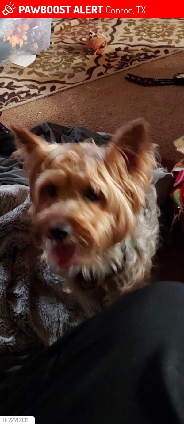 Lost Male Dog last seen Mann rd/ cut n shoot, Conroe, TX 77301