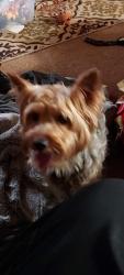 Lost Male Dog last seen Mann rd/ cut n shoot, Conroe, TX 77301