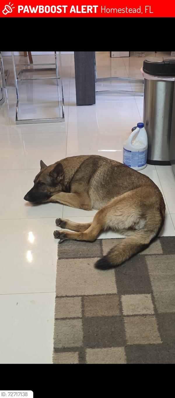 Lost Female Dog last seen 280th st heading toward 157th ave , Homestead, FL 33033
