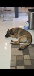 Lost Female Dog last seen 280th st heading toward 157th ave , Homestead, FL 33033