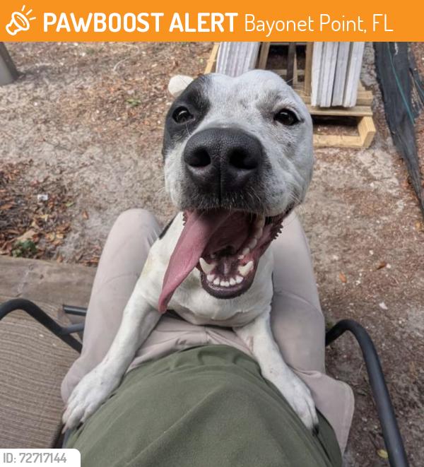 Found/Stray Female Dog last seen Woodward , Bayonet Point, FL 34667