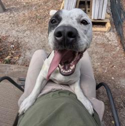 Found/Stray Female Dog last seen Woodward , Bayonet Point, FL 34667