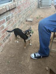 Found/Stray Male Dog last seen Grand Central Antiques , Lubbock, TX 79412