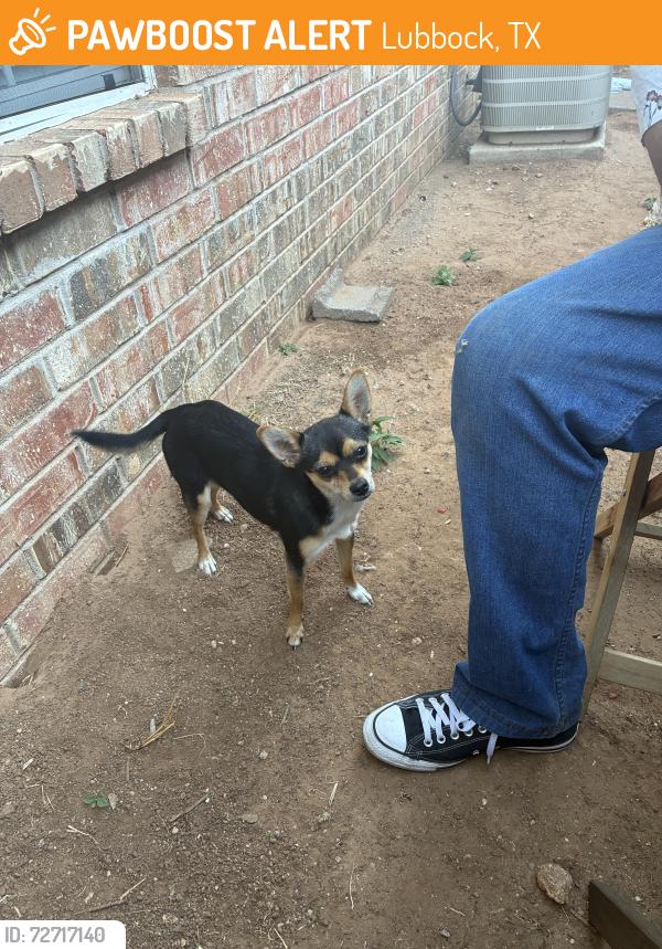 Found/Stray Male Dog last seen Grand Central Antiques , Lubbock, TX 79412