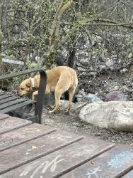 Found/Stray Unknown Dog last seen Mill Street, Bountiful, UT 84010