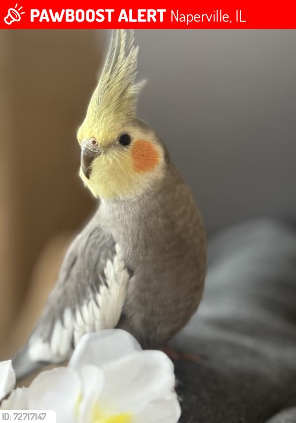 Lost Male Bird last seen High Medow community , Naperville, IL 60564