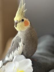 Lost Male Bird last seen High Medow community , Naperville, IL 60564