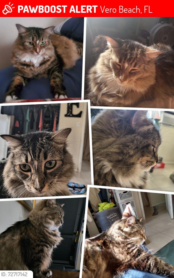 Lost Female Cat last seen 40th ave, Vero Beach, FL 32968