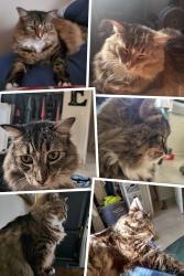 Lost Female Cat last seen 40th ave, Vero Beach, FL 32968