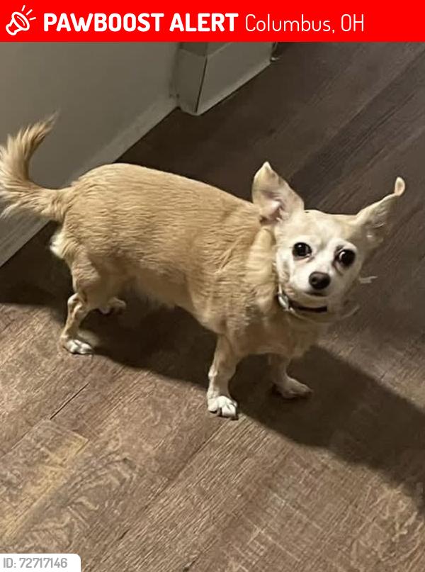 Lost Female Dog last seen Savannah dr, ton dr, Halsey pl, Columbus, OH 43228