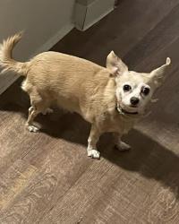Lost Female Dog last seen Savannah dr, ton dr, Halsey pl, Columbus, OH 43228