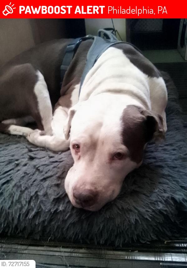 Lost Male Dog last seen Northwood & Frankford ave, Philadelphia, PA 19124