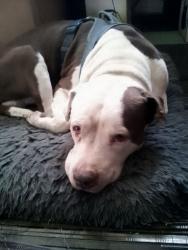 Lost Male Dog last seen Northwood & Frankford ave, Philadelphia, PA 19124