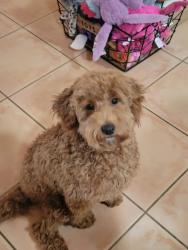 Lost Female Dog last seen Rancho Viejo Blvd, Santa Fe, NM 87508