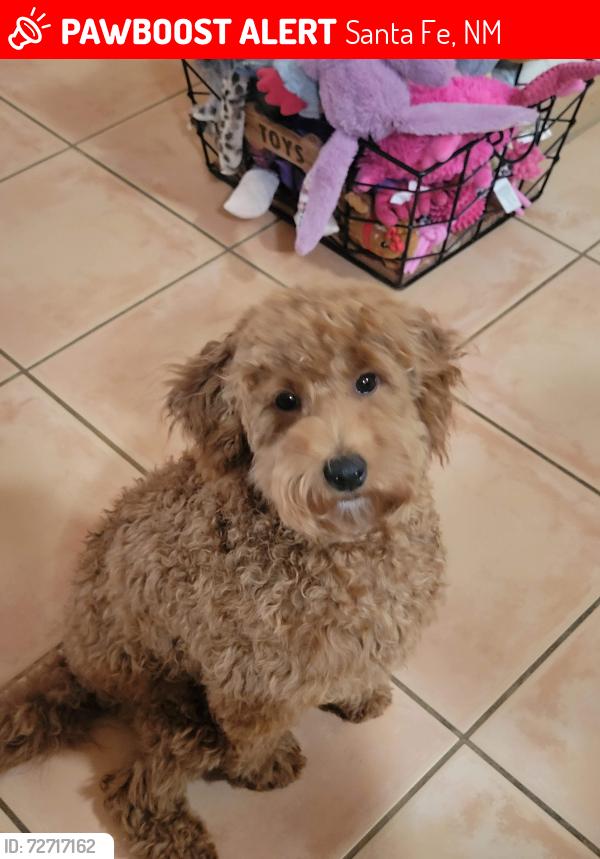 Lost Female Dog last seen Rancho Viejo Blvd, Santa Fe, NM 87508