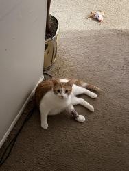 Lost Male Cat last seen Near Brydan street , Taylor, MI 48180