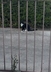 Found/Stray Unknown Cat last seen Neighborhood, Fort Worth, TX 76133