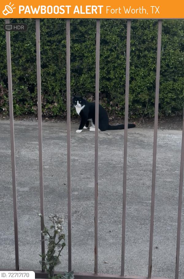 Found/Stray Unknown Cat last seen Neighborhood, Fort Worth, TX 76133