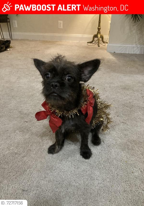 Lost Female Dog last seen Recreational center , Washington, DC 20010
