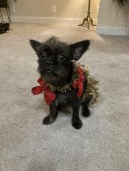 Lost Female Dog last seen Recreational center , Washington, DC 20010