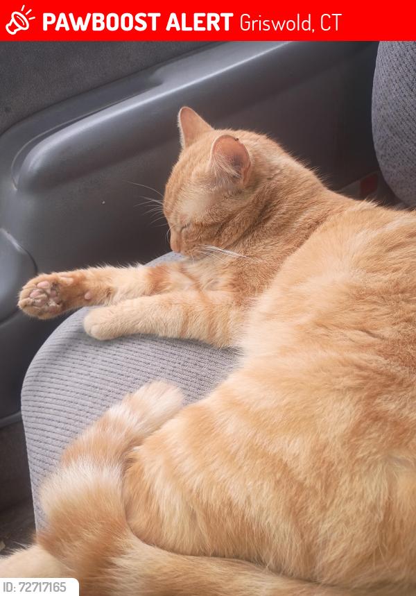 Lost Male Cat last seen 2nd one block north of Casey's, Griswold, CT 06351