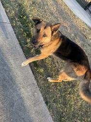 Found/Stray Male Dog last seen Esperanza park, Brownsville, TX 78521