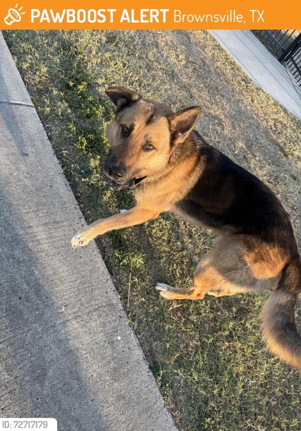 Found/Stray Male Dog last seen Esperanza park, Brownsville, TX 78521