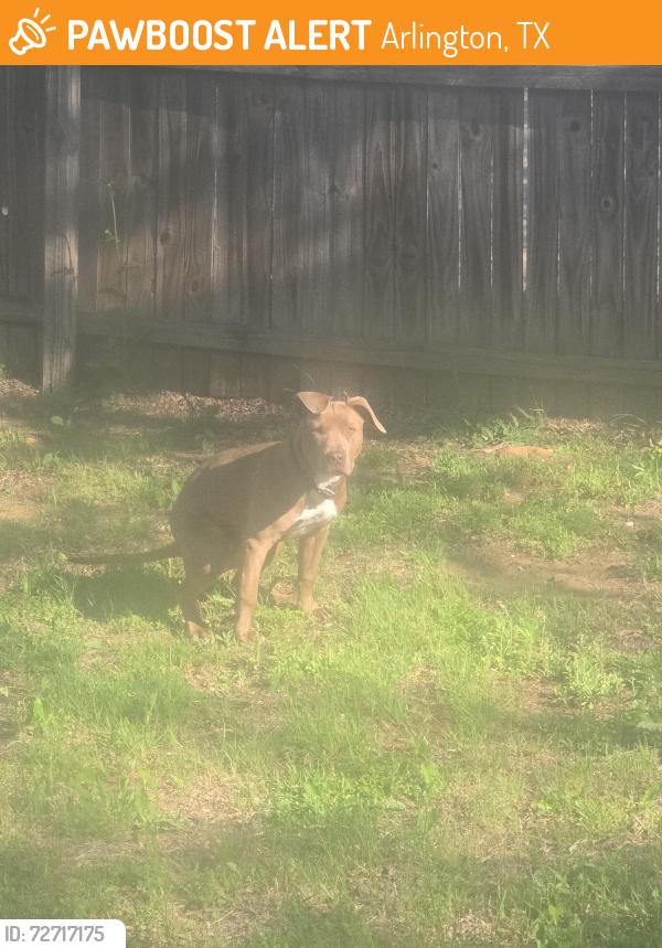 Found/Stray Female Dog last seen Oakwood lane and Division, Arlington, TX 76012