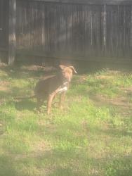 Found/Stray Female Dog last seen Oakwood lane and Division, Arlington, TX 76012