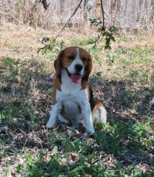 Lost Male Dog last seen Near co road , Georgetown, TX 78626