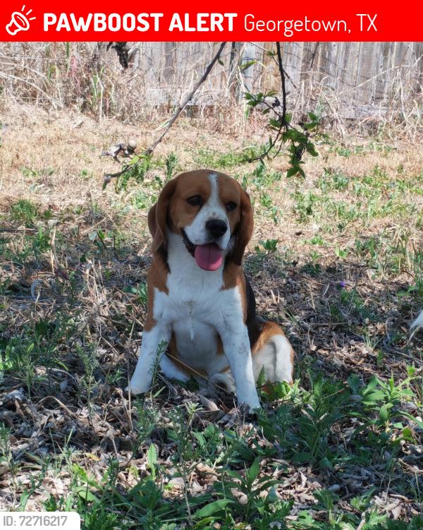 Lost Male Dog last seen Near co road , Georgetown, TX 78626