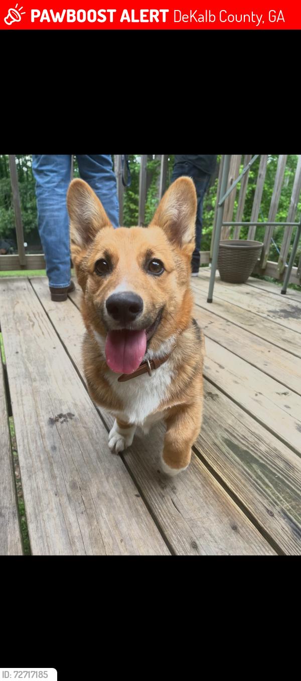 Lost Male Dog last seen Tara Creek Dr. Ellenwood, GA, DeKalb County, GA 30294