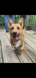 Lost Male Dog last seen Tara Creek Dr. Ellenwood, GA, DeKalb County, GA 30294