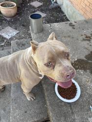 Found/Stray Male Dog last seen Oates drive and Live Oak, Mesquite, TX 75150